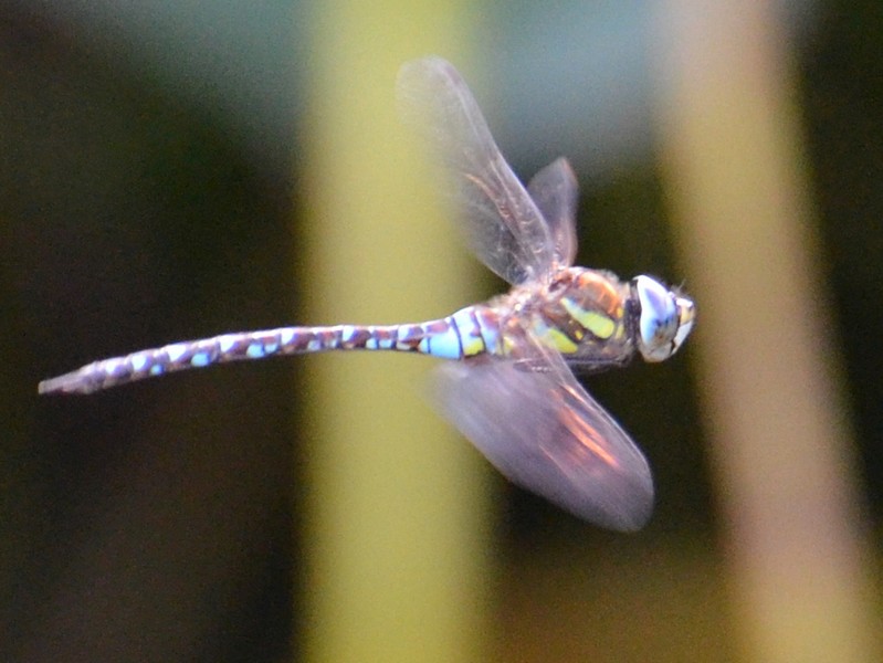 Laghetto di Seregno 1